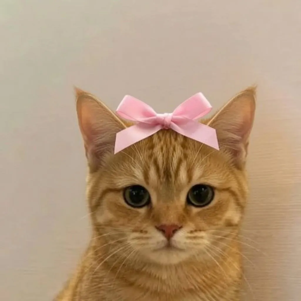 catwifhat meme — bow cat