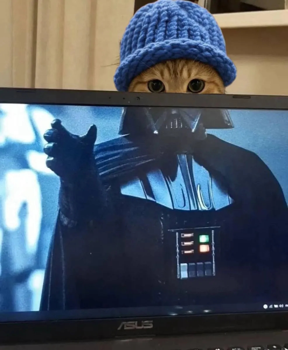 catwifhat meme — cat is your father