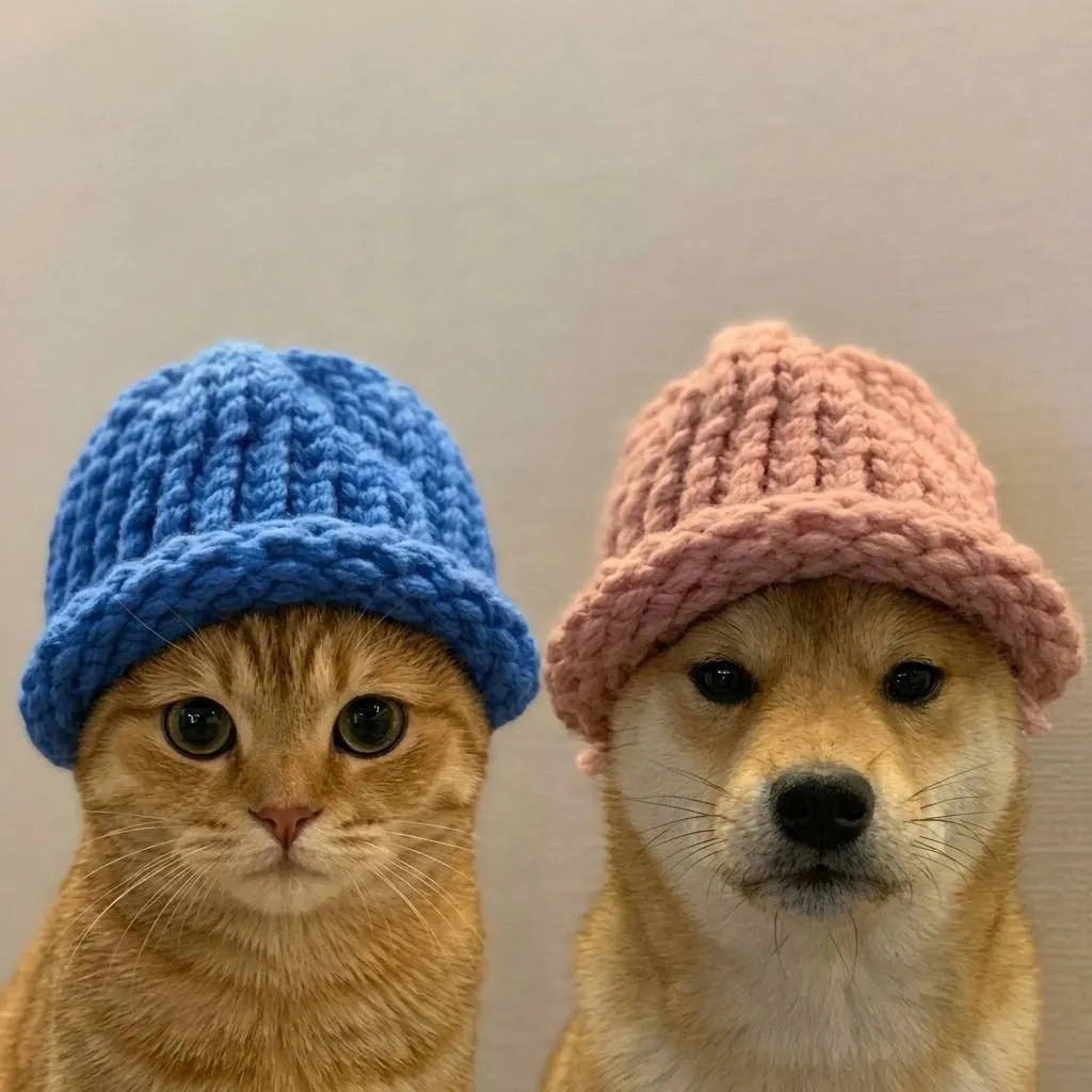 catwifhat meme — cat wif