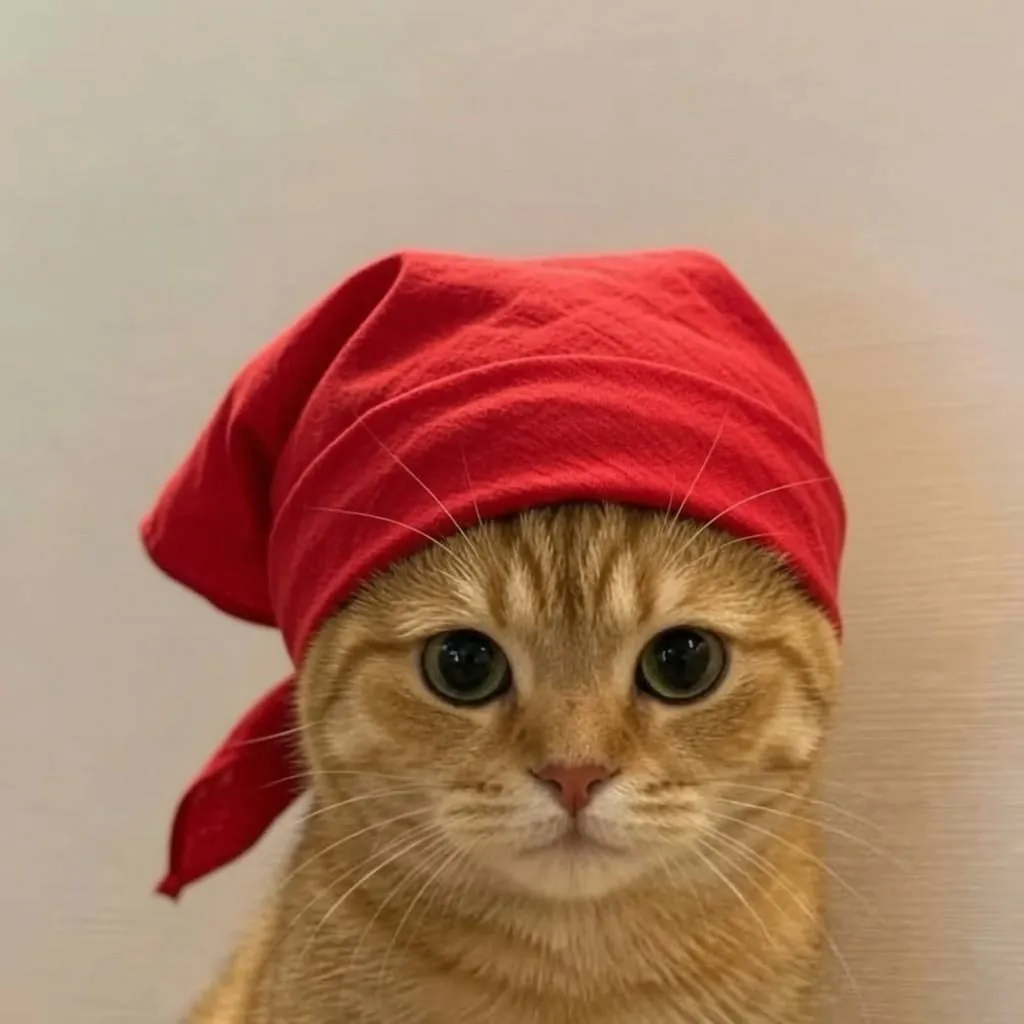catwifhat meme — do rag cat