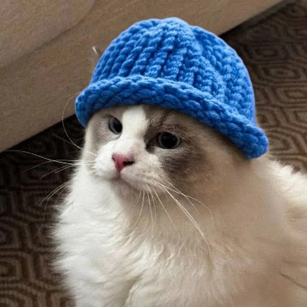 catwifhat meme — fat cat hat
