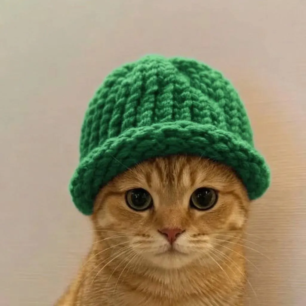 catwifhat meme — green hat