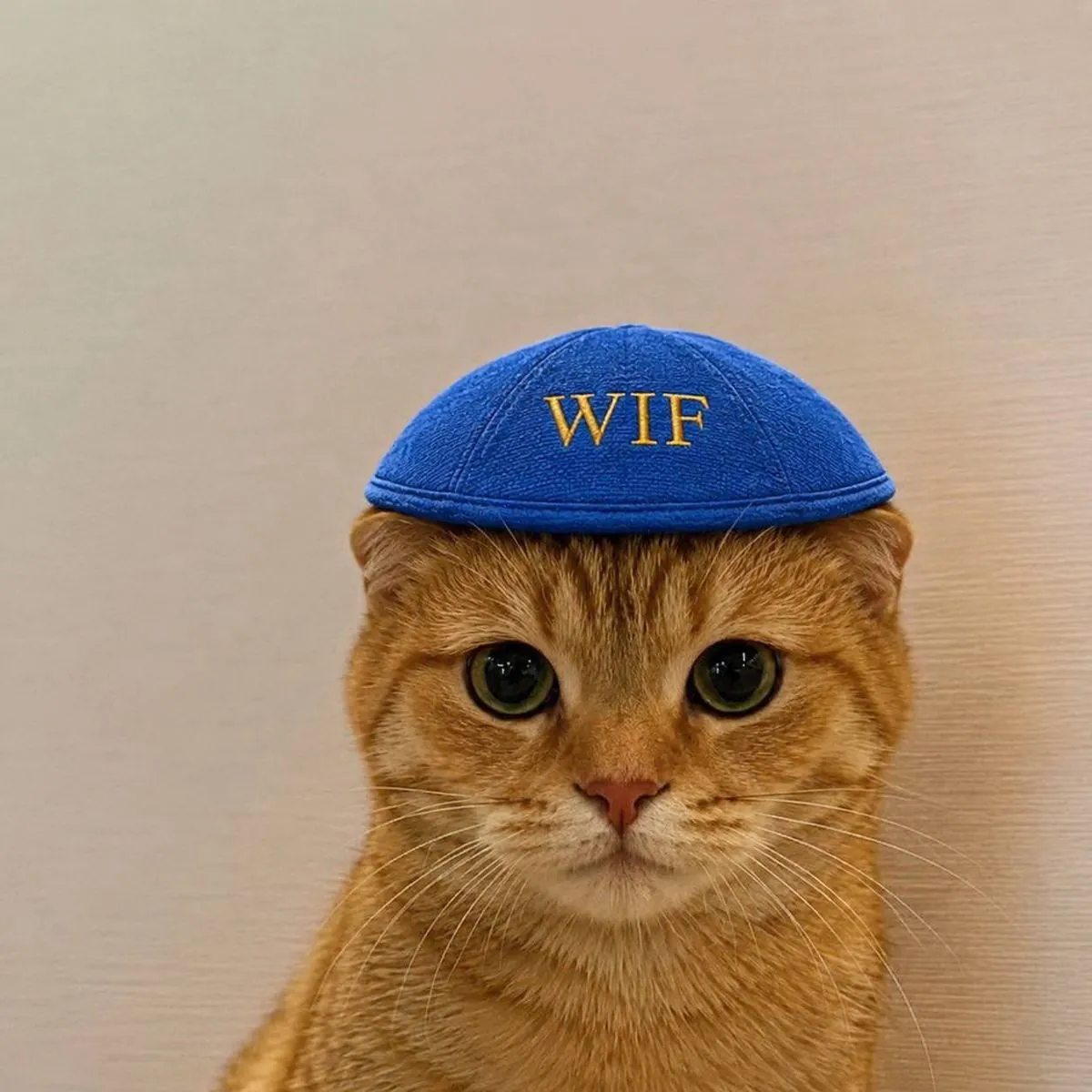 catwifhat meme — kippah hat