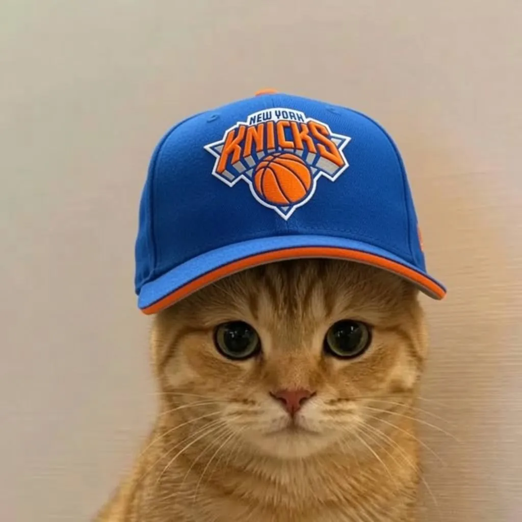 catwifhat meme — knicks cat