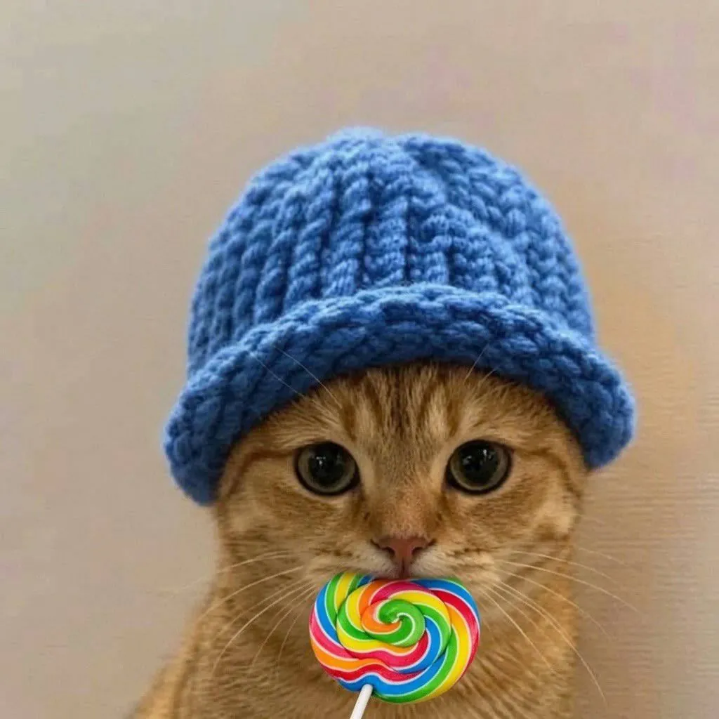 catwifhat meme — lollipop cat