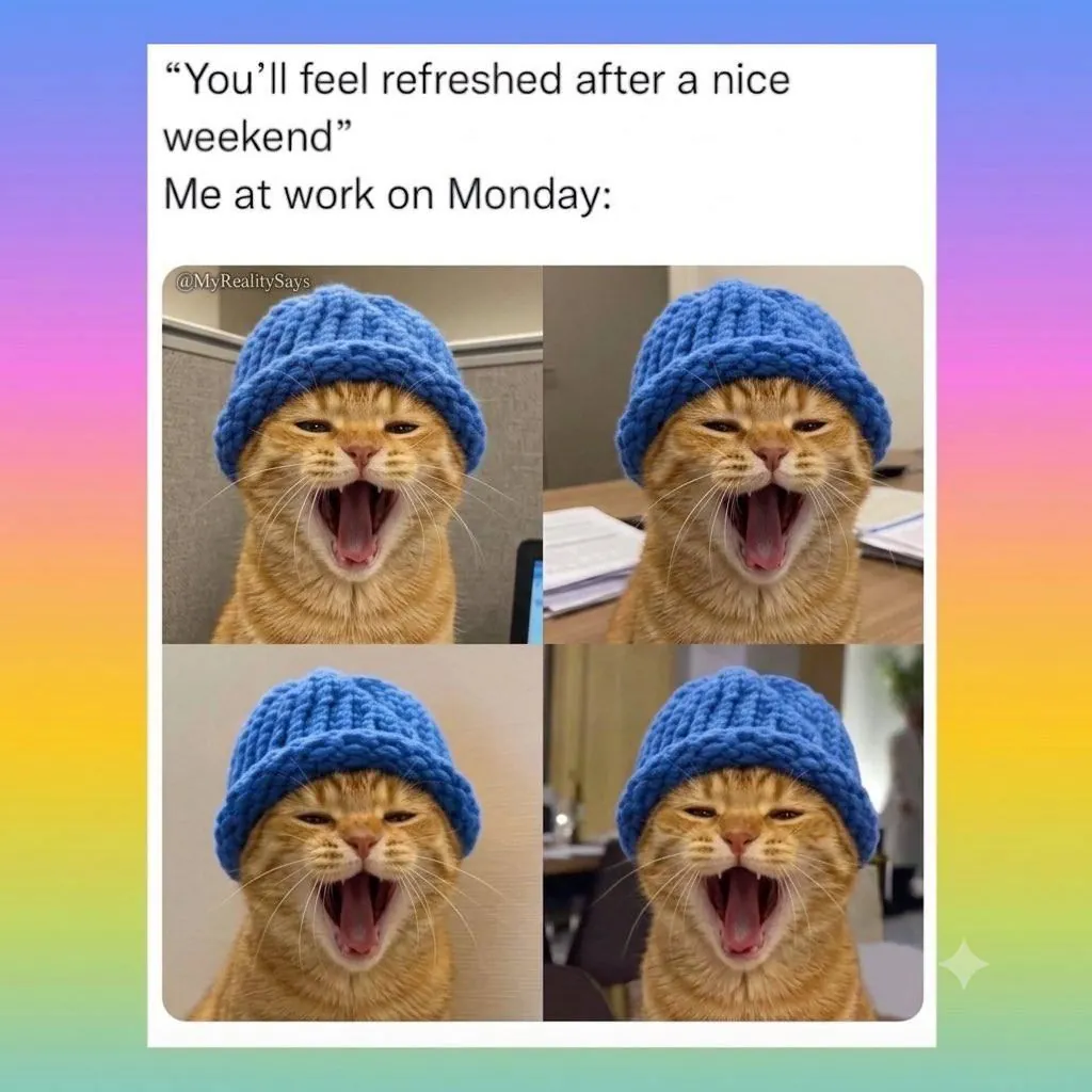 catwifhat meme — monday cat