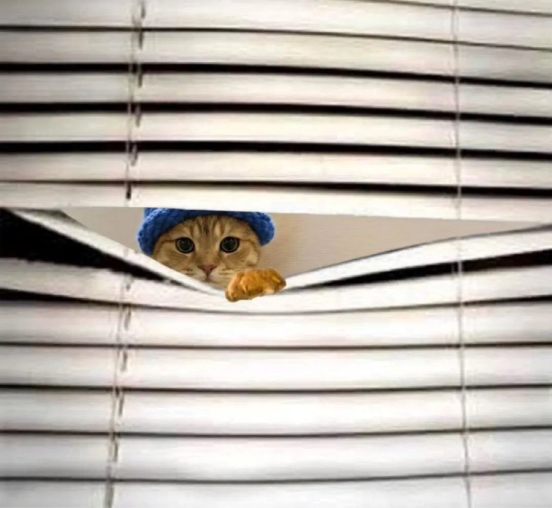 catwifhat meme — peeking through the blinds cat