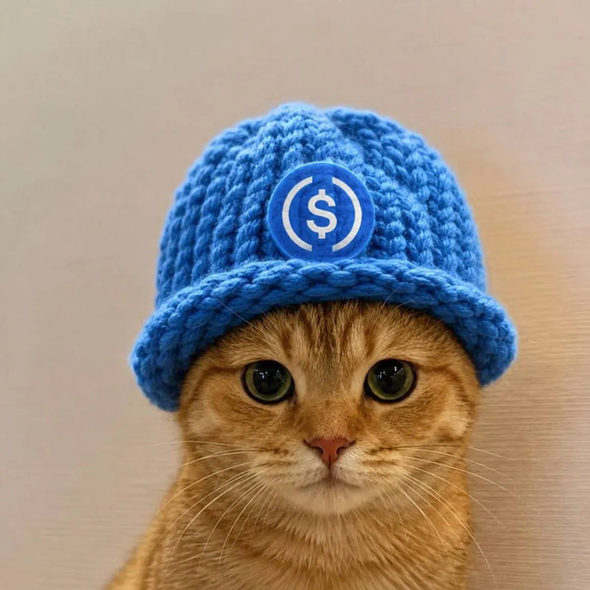 catwifhat meme — usdc cat hat