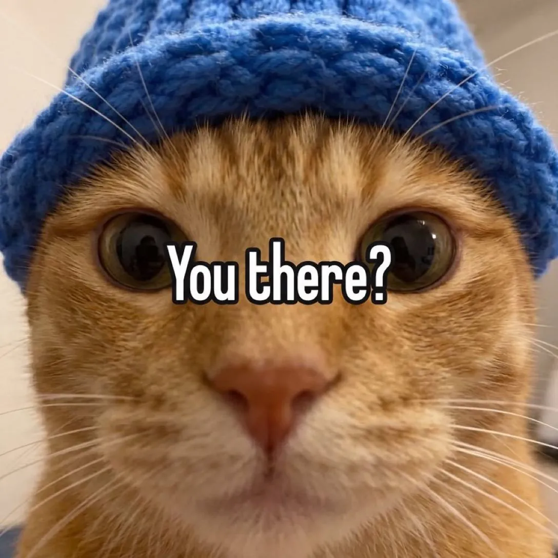 catwifhat meme — you there cat