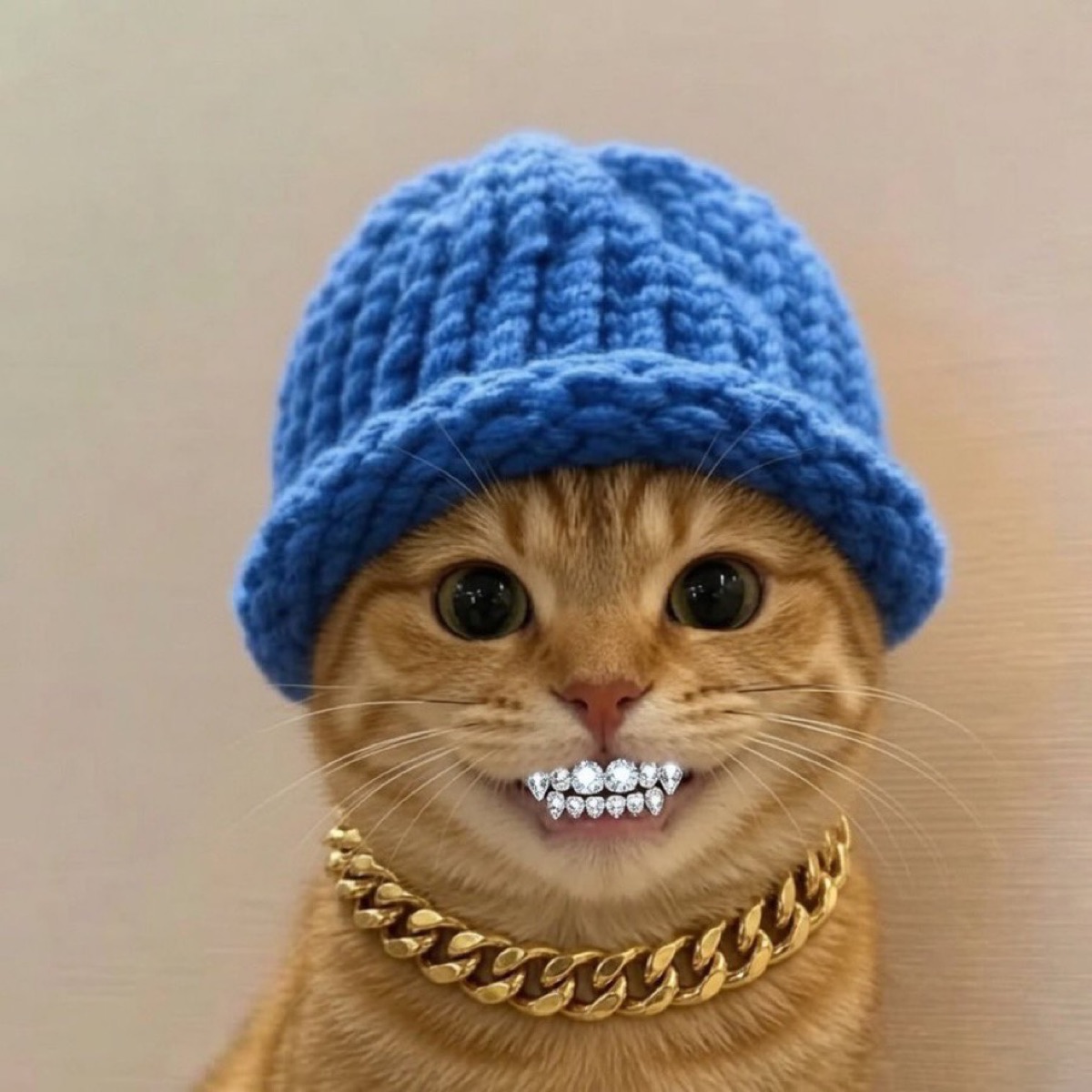 Cat in a blue hat wearing diamond grillz and a gold chain